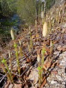 Horsetails